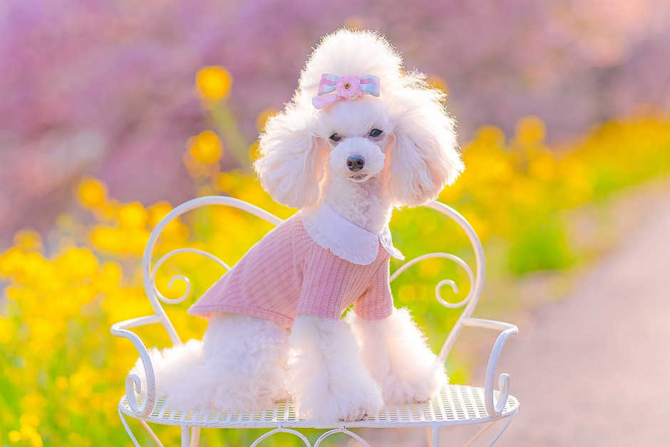 ロジェフリルカラーTシャツ Rosen Frill Collar T-shirt 【小型犬/ブラウス襟/ニット/フィット/レース/トップス/ ドッグウェア/犬服/袖付き/ttry】【犬服 ブランド】