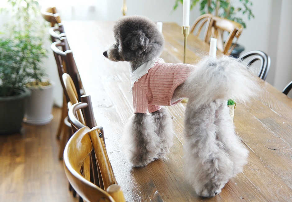 ロジェフリルカラーTシャツ Rosen Frill Collar T-shirt 【小型犬/ブラウス襟/ニット/フィット/レース/トップス/ ドッグウェア/犬服/袖付き/ttry】【犬服 ブランド】