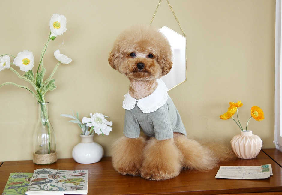 ロジェフリルカラーTシャツ Rosen Frill Collar T-shirt 【小型犬/ブラウス襟/ニット/フィット/レース/トップス/ ドッグウェア/犬服/袖付き/ttry】【犬服 ブランド】