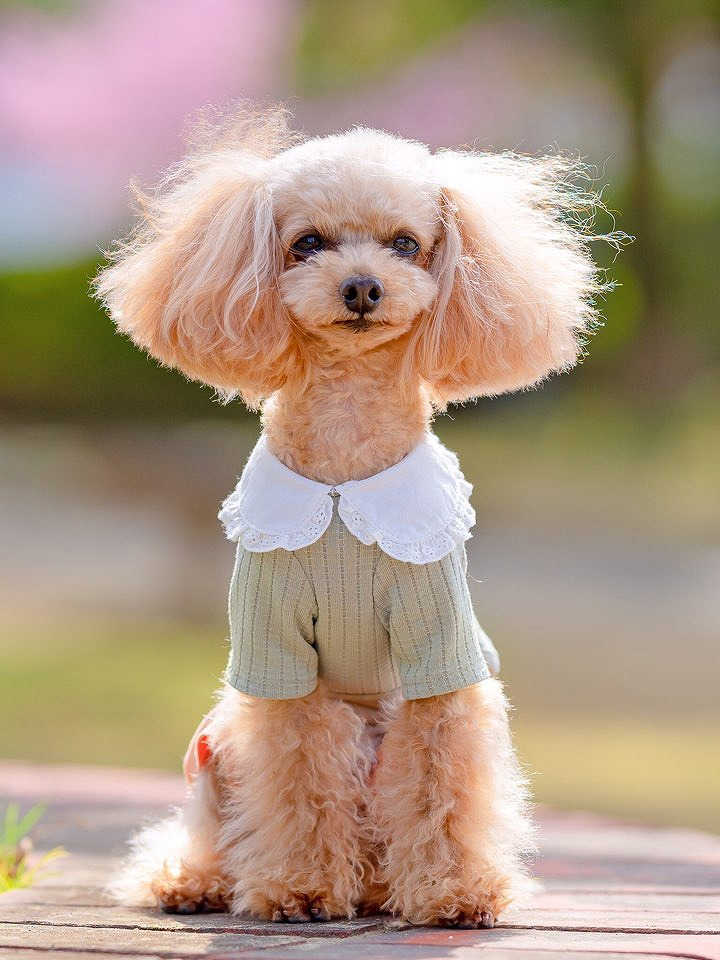 ロジェフリルカラーTシャツ Rosen Frill Collar T-shirt 【小型犬/ブラウス襟/ニット/フィット/レース/トップス/ ドッグウェア/犬服/袖付き/ttry】【犬服 ブランド】