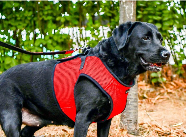 【PUPPIA】パピア/TWO TONE LEAD 【犬用品 リード シンプル 小型犬/中型犬】使いやすい【犬服 ブランド】犬用リード 3種類 ナイロンリード