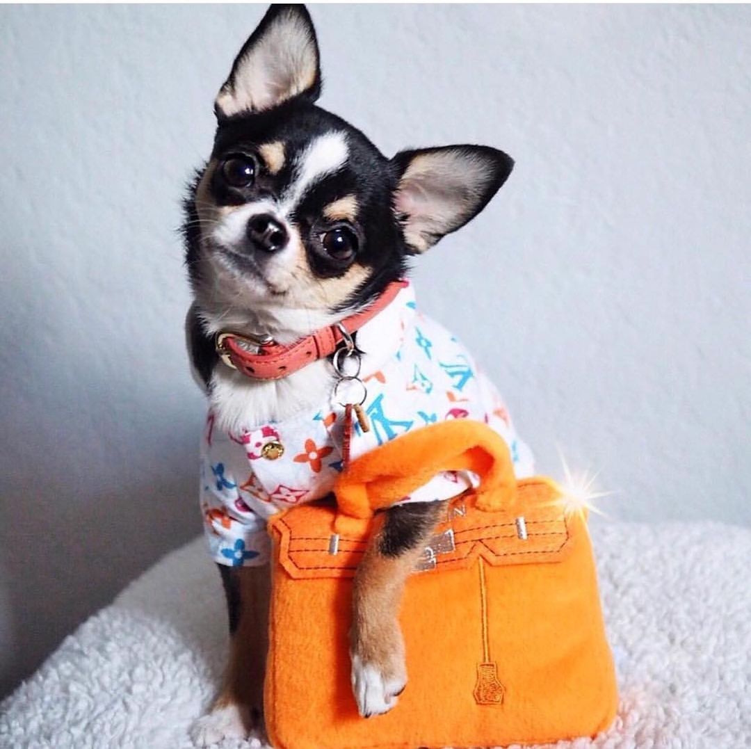 Barkin Bag Orange ペット用おもちゃ Haute Diggity Dog ぬいぐるみ ペット 犬用品 小型犬 中型犬 インテリア