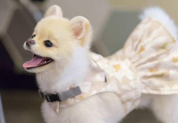 【Sサイズ】リリードレスハーネスSET 【小型犬 犬用 リード ハーネス 胴輪 セレブ デザイン 花柄 シンプル 上質 リリー】【犬服 ブランド】