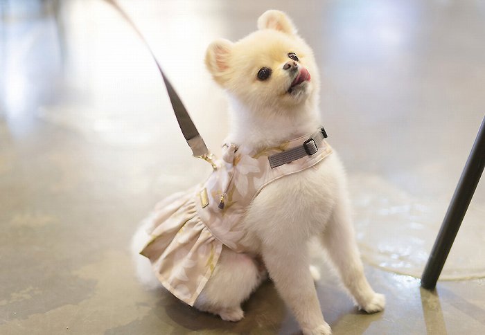 【Sサイズ】リリードレスハーネスSET 【小型犬 犬用 リード ハーネス 胴輪 セレブ デザイン 花柄 シンプル 上質 リリー】【犬服 ブランド】
