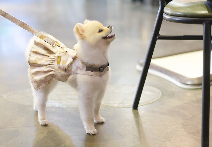 【Sサイズ】リリードレスハーネスSET 【小型犬 犬用 リード ハーネス 胴輪 セレブ デザイン 花柄 シンプル 上質 リリー】【犬服 ブランド】