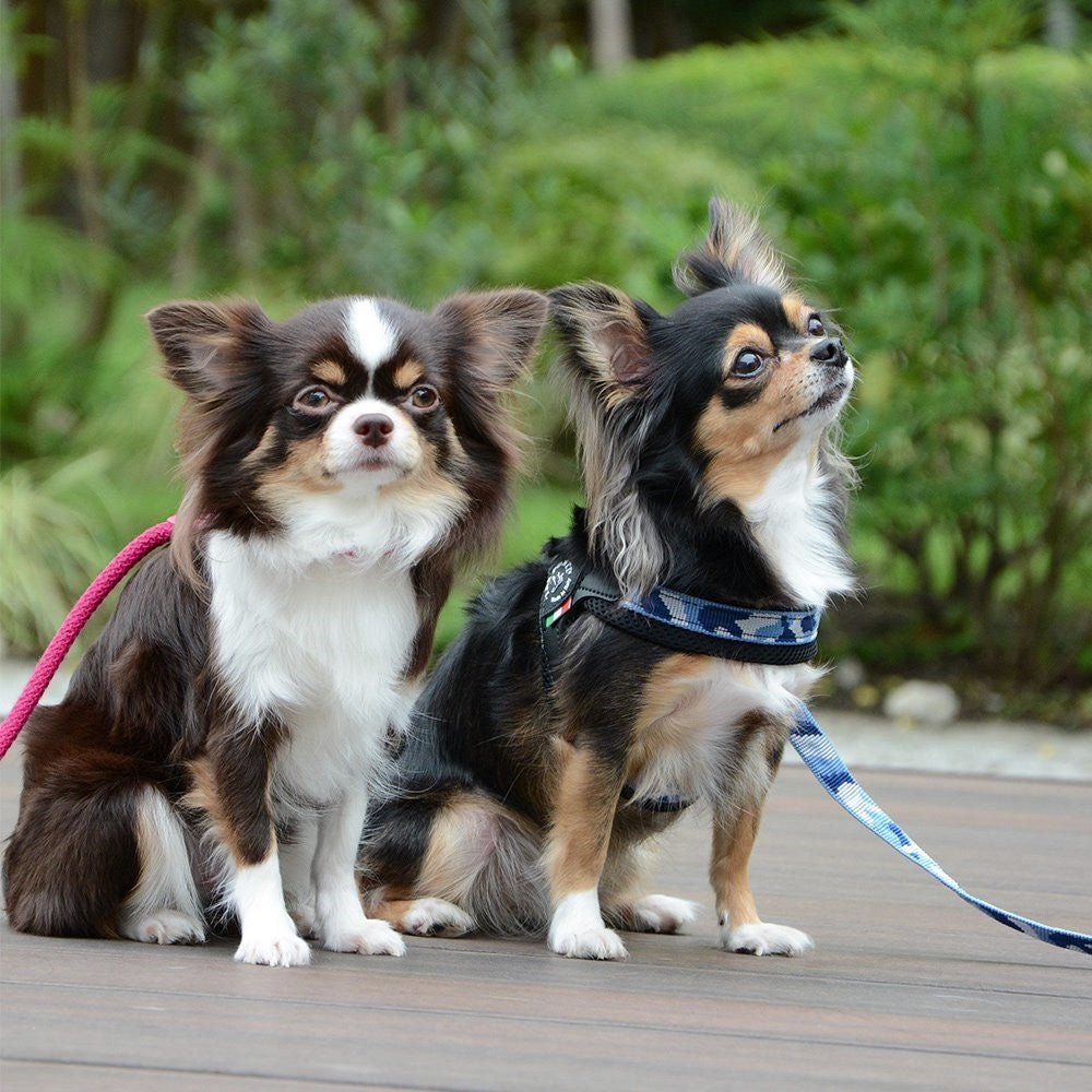 【ブルーカモ/1号】Fibbia PENNY COLLECTION/TRE PONTI LTP117 トレポンティ イタリア製 ペット ペット用品 犬用品 小型犬 中型犬 ハーネス 胴輪