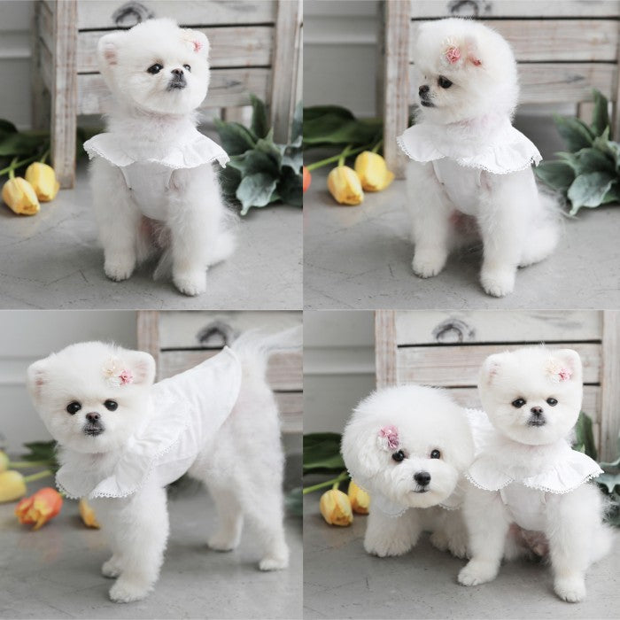 【M/L/XL】Angel Wing Blouseピンク/ブルー/ホワイトエンジェルブラウス TOTO&ROY トトアンドロイ ペット ペット用品 犬用品 小型犬 中型犬 ドッグウェア 犬服
