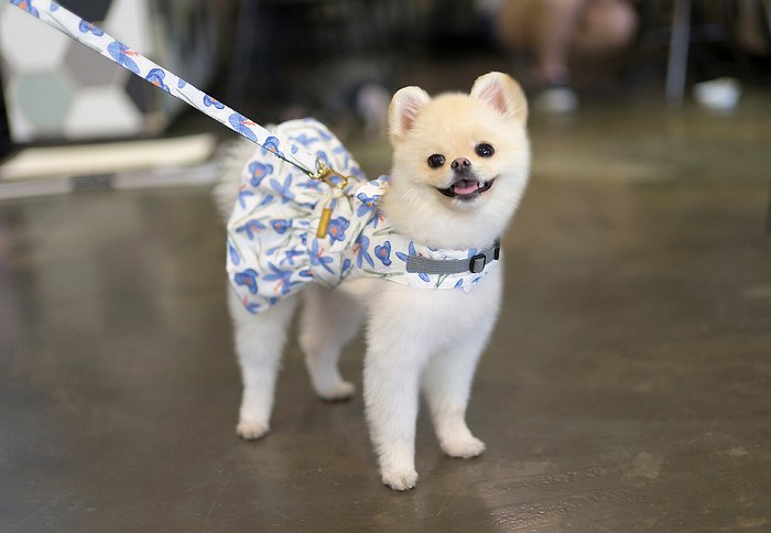 【SET/Lサイズ】バイオレットドレスハーネス TOTO&ROY 【小型犬 犬用 リード ハーネス 胴輪 セレブ デザイン 花柄 シンプル 上質 フラワー】【犬服 ブランド】