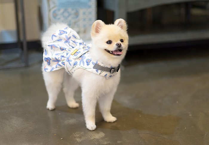 【SET/Lサイズ】バイオレットドレスハーネス TOTO&ROY 【小型犬 犬用 リード ハーネス 胴輪 セレブ デザイン 花柄 シンプル 上質 フラワー】【犬服 ブランド】
