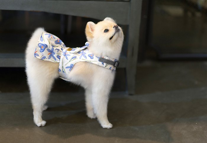 【SET/Lサイズ】バイオレットドレスハーネス TOTO&ROY 【小型犬 犬用 リード ハーネス 胴輪 セレブ デザイン 花柄 シンプル 上質 フラワー】【犬服 ブランド】