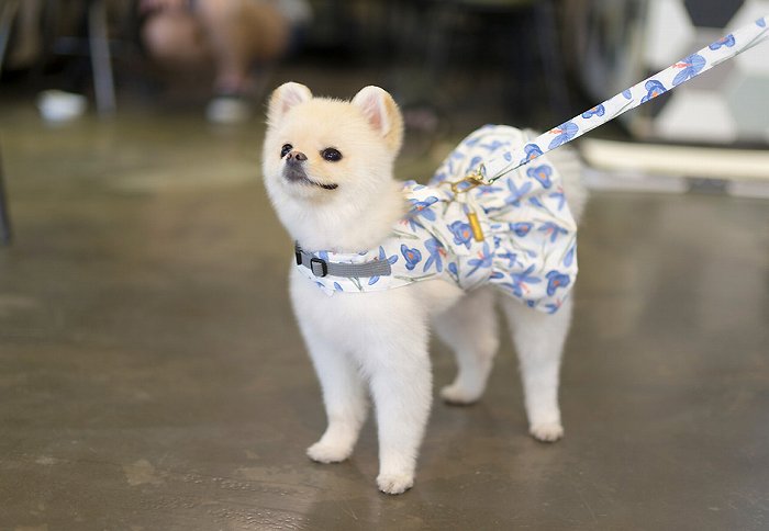 【SET/Lサイズ】バイオレットドレスハーネス TOTO&ROY 【小型犬 犬用 リード ハーネス 胴輪 セレブ デザイン 花柄 シンプル 上質 フラワー】【犬服 ブランド】