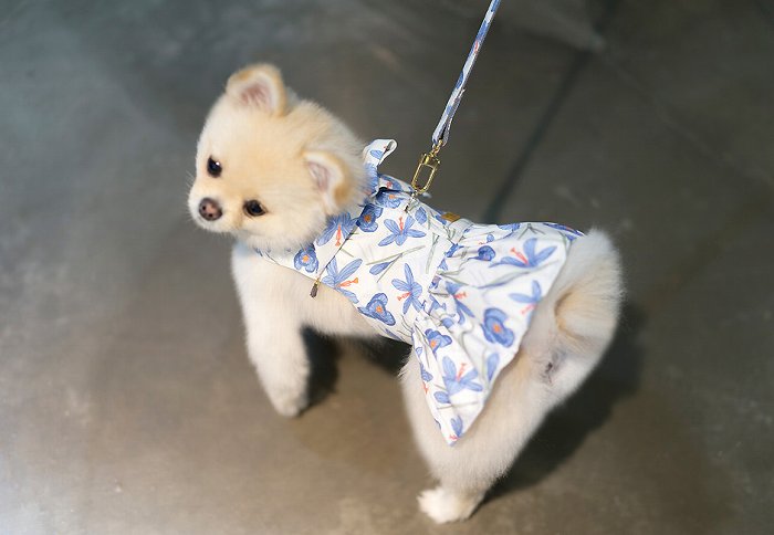 【SET/Lサイズ】バイオレットドレスハーネス TOTO&ROY 【小型犬 犬用 リード ハーネス 胴輪 セレブ デザイン 花柄 シンプル 上質 フラワー】【犬服 ブランド】