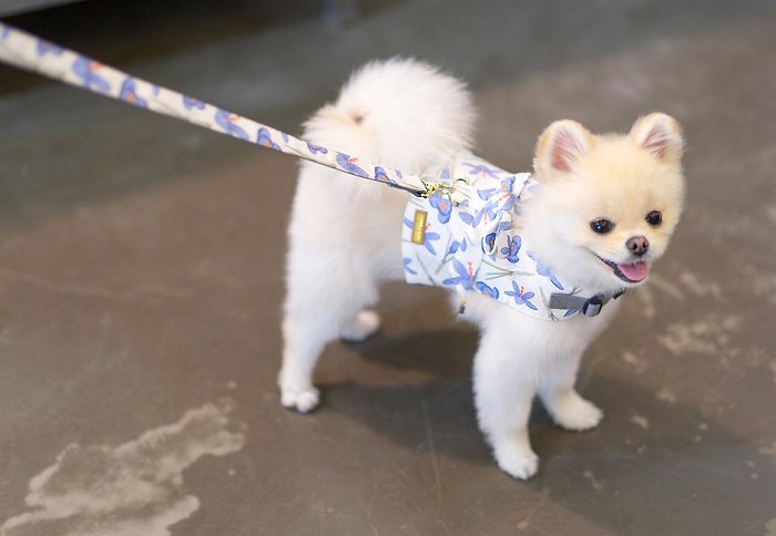 TOTO&ROY【Lサイズ】バイオレットベストハーネスSET【小型犬 犬用 リード ハーネス 胴輪 セレブ デザイン 花柄 シンプル 上質 リリー】【犬服 ブランド】