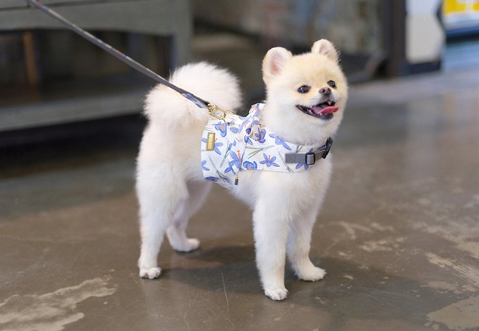 TOTO&ROY【Lサイズ】バイオレットベストハーネスSET【小型犬 犬用 リード ハーネス 胴輪 セレブ デザイン 花柄 シンプル 上質 リリー】【犬服 ブランド】