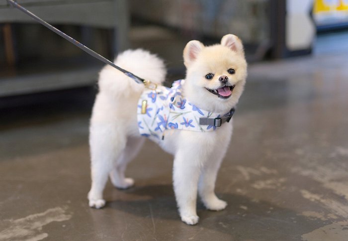 TOTO&ROY【Lサイズ】バイオレットベストハーネスSET【小型犬 犬用 リード ハーネス 胴輪 セレブ デザイン 花柄 シンプル 上質 リリー】【犬服 ブランド】