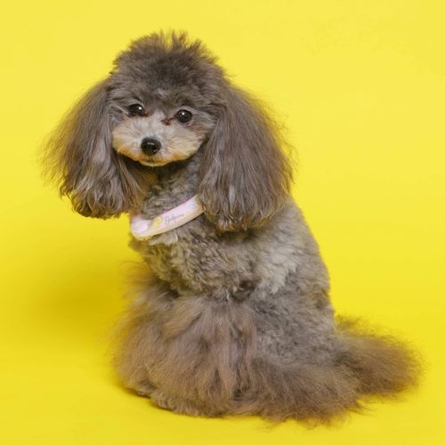 ３営業日以内発送[サイズ:XSB～LB]SUO 28° リング BEAR JELLY ボタン付き　GODPIVA　ゴッドピヴァ　GODPIVA × SUO コラボ　パステルカラーを基調としたグミのくま柄　犬　服　ドッグウェア　犬用品　犬用　小型犬　中型犬