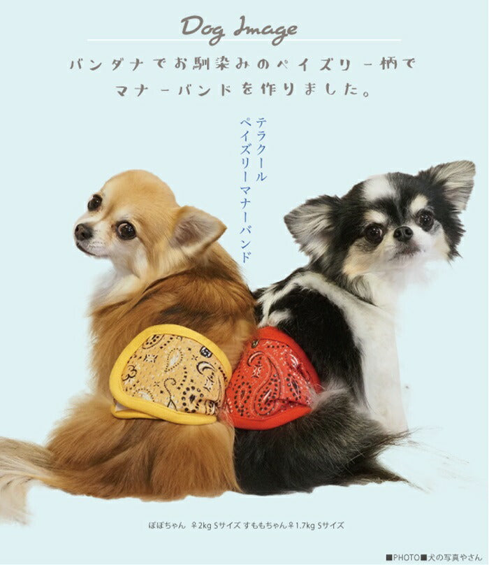 【レッド/S】　ドッググッズ テラクール [ペイズリーマナーバンド]（2色）7240[犬グッズ]