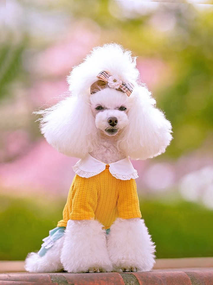 ロジェフリルカラーTシャツ Rosen Frill Collar T-shirt  【小型犬/ブラウス襟/ニット/フィット/レース/トップス/ ドッグウェア/犬服/袖付き/ttry】【犬服 ブランド】