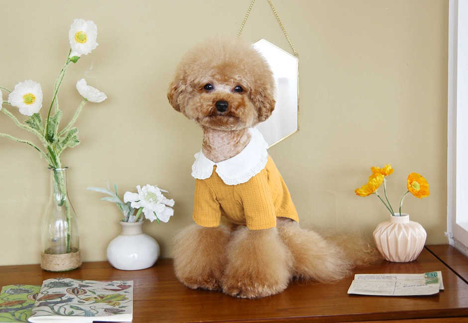 ロジェフリルカラーTシャツ Rosen Frill Collar T-shirt  【小型犬/ブラウス襟/ニット/フィット/レース/トップス/ ドッグウェア/犬服/袖付き/ttry】【犬服 ブランド】
