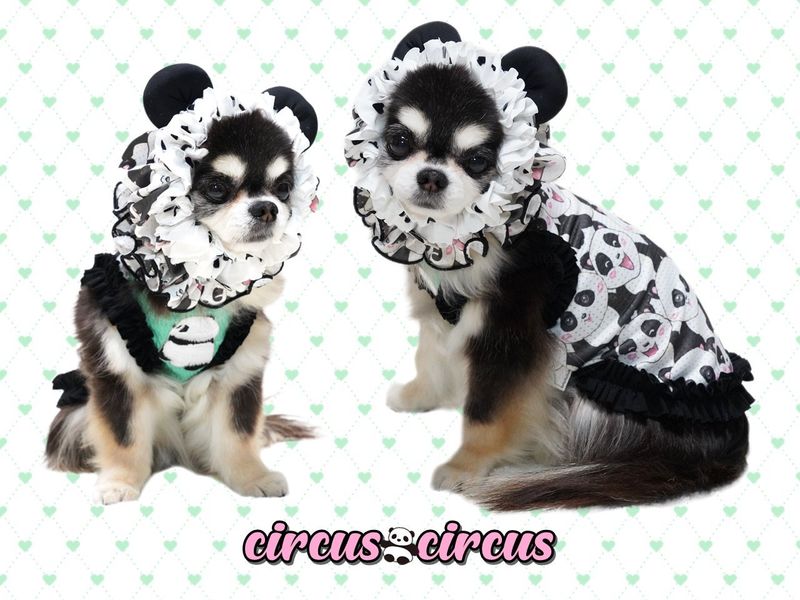 [M] FUNNY PANDAスヌード circus circus サーカスサーカス スヌード フリル ハート チュールフリル 耳 パンダ 犬服 ドッグウェア 小型犬 中型犬