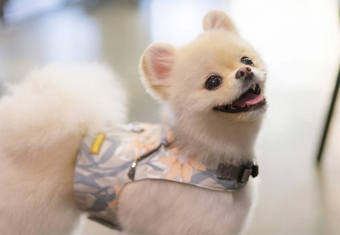 【S/サンフラワーベストハーネスSET】【小型犬 犬用 リード ハーネス 胴輪 セレブ デザイン 花柄　シンプル　上質　サンフラワー】【犬服 ブランド】