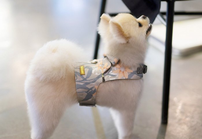 【S/サンフラワーベストハーネスSET】【小型犬 犬用 リード ハーネス 胴輪 セレブ デザイン 花柄　シンプル　上質　サンフラワー】【犬服 ブランド】
