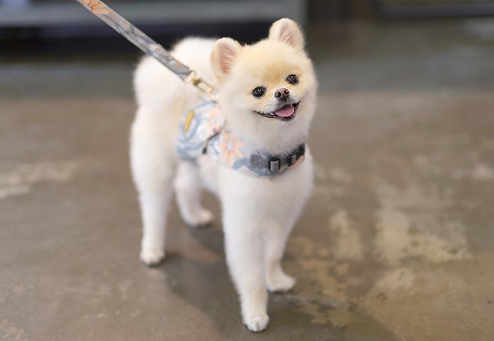 【S/サンフラワーベストハーネスSET】【小型犬 犬用 リード ハーネス 胴輪 セレブ デザイン 花柄　シンプル　上質　サンフラワー】【犬服 ブランド】