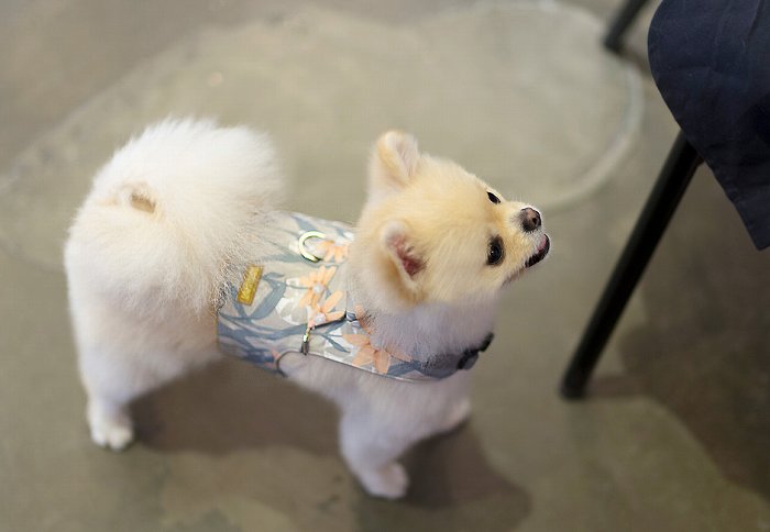 【S/サンフラワーベストハーネスSET】【小型犬 犬用 リード ハーネス 胴輪 セレブ デザイン 花柄　シンプル　上質　サンフラワー】【犬服 ブランド】